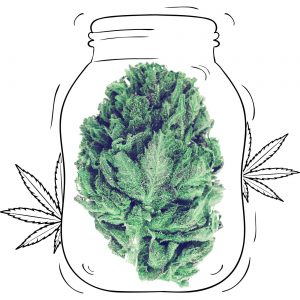 Buy Amnesia Haze Cannabis - Medicinal - Weed UK