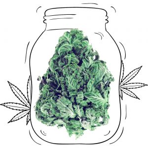 Buy Gorilla Green Cannabis - Medicinal - Weed UK