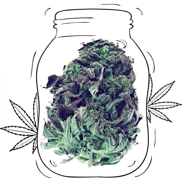 Buy Grandaddy Purple Cannabis - Medicinal - Weed UK